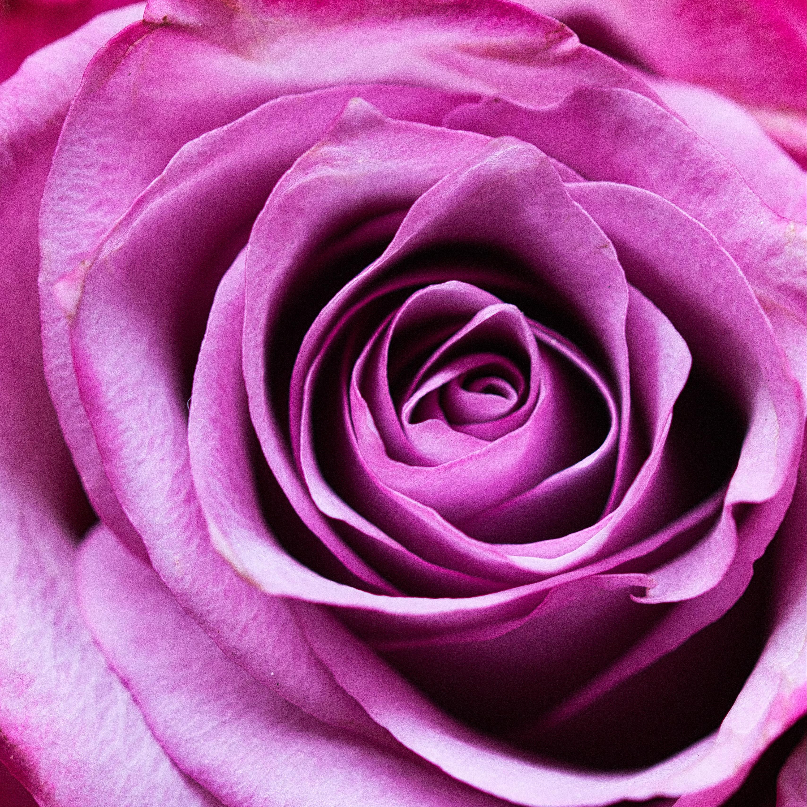 Download wallpaper 3415x3415 rose, flower, romance, closeup, pink