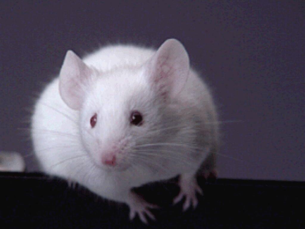 Mice And english. Pet mice, Mouse picture, Animals