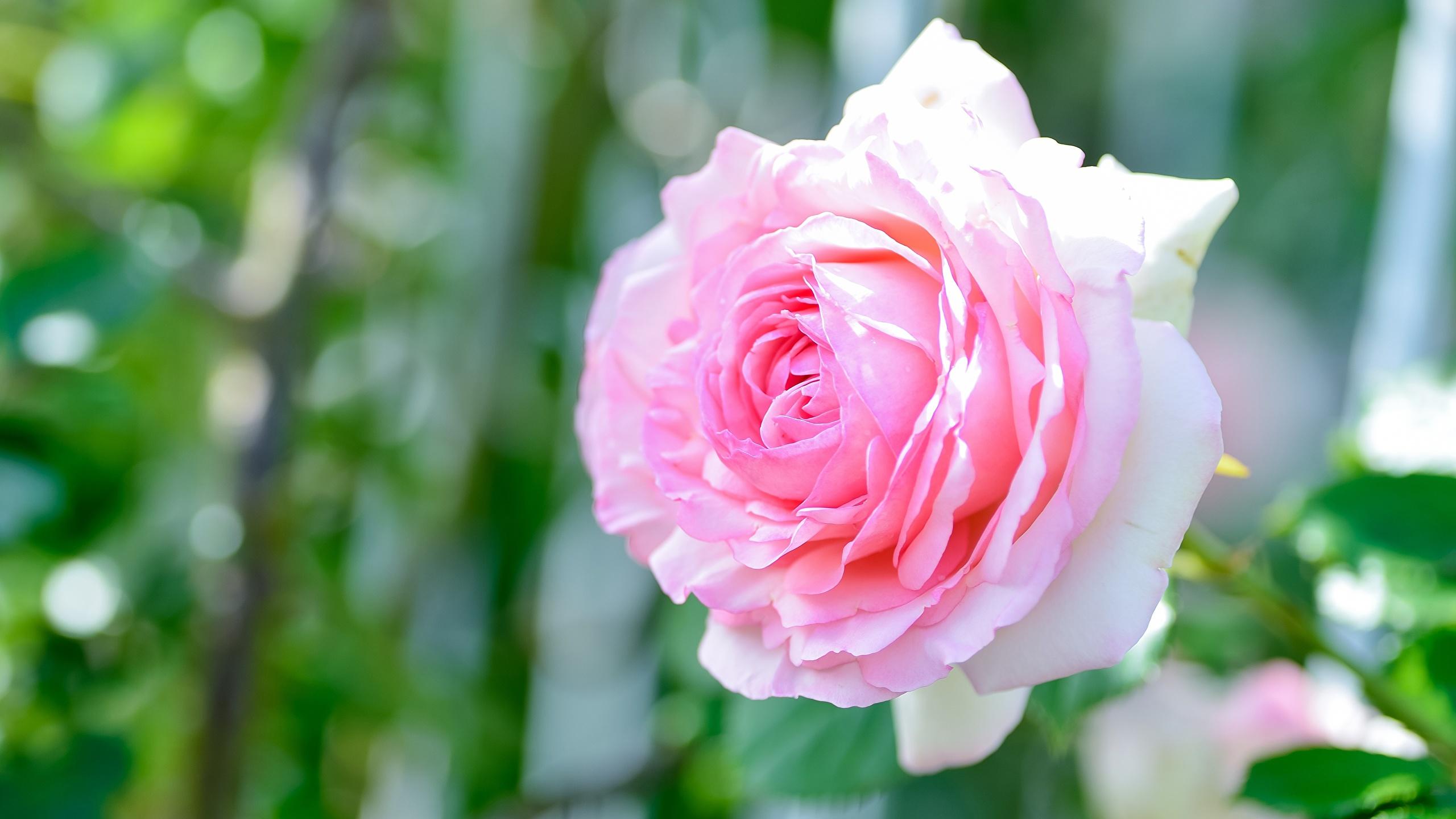 Desktop Wallpaper rose Pink color flower Closeup 2560x1440