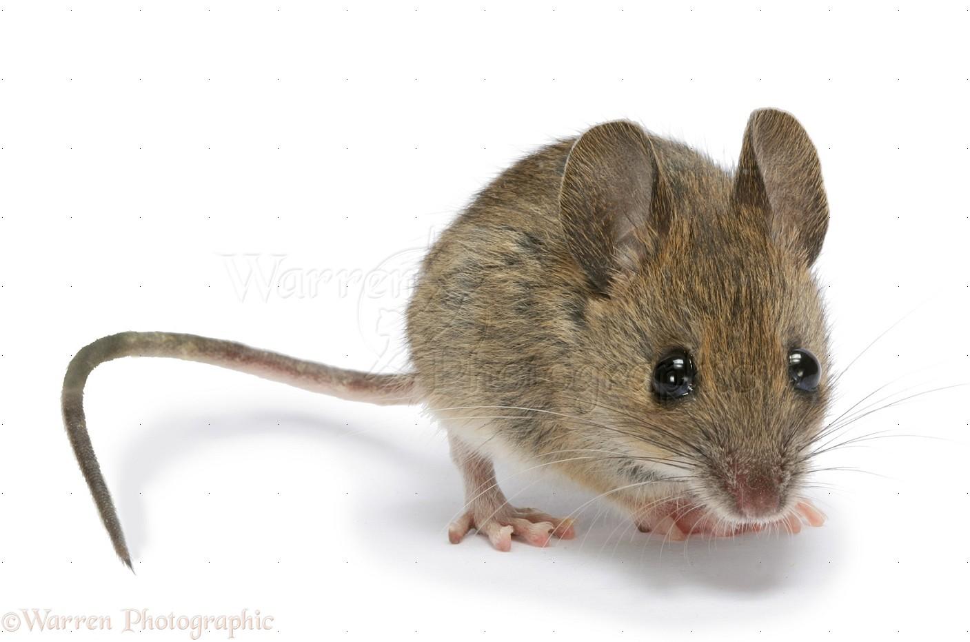 Mice Background. Gross Mice Wallpaper
