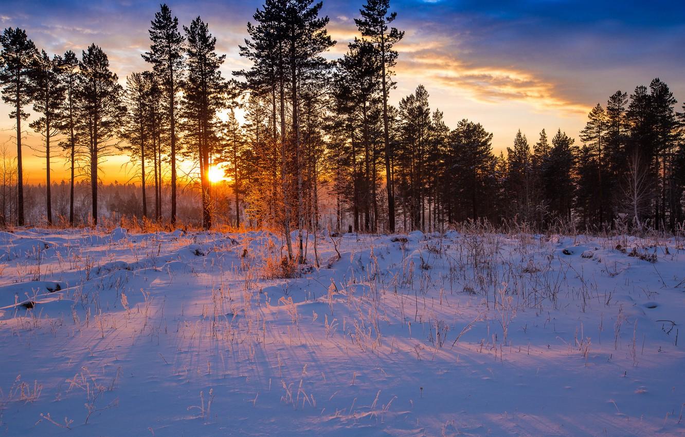 Wallpaper winter, forest, rays, snow, dawn, forest, pine, winter