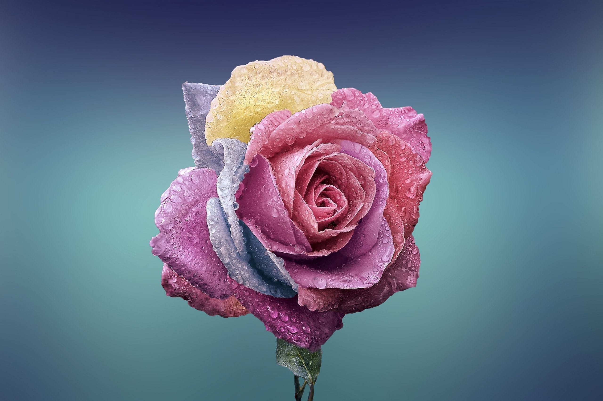 HD Rose Bud Pink Flower Wallpaper