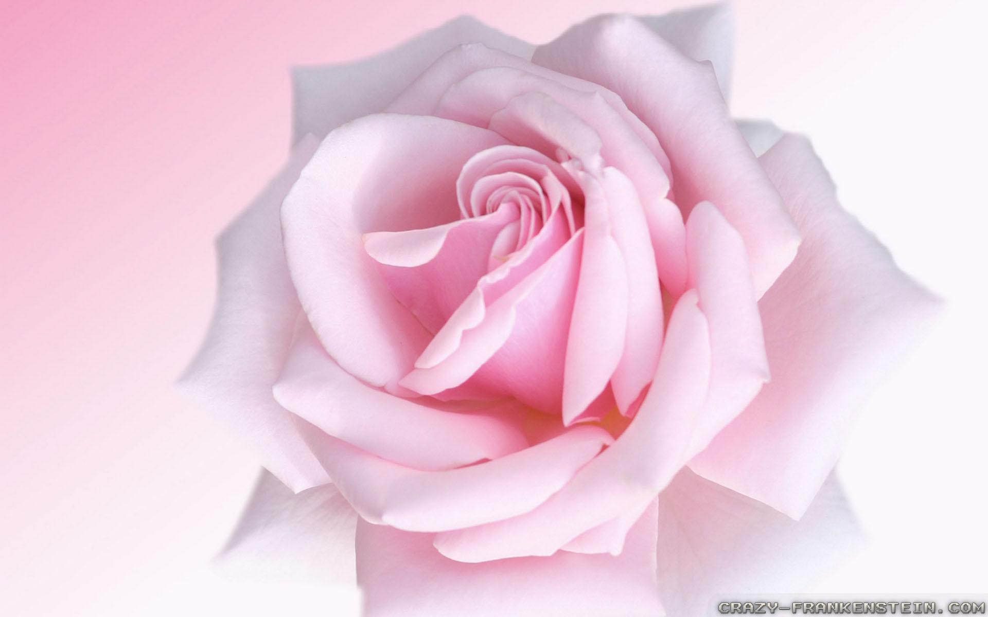 Pink Rose wallpaper