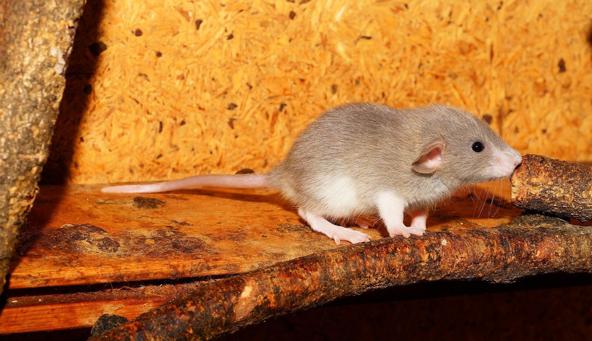 Rat Wallpaper HD for Android