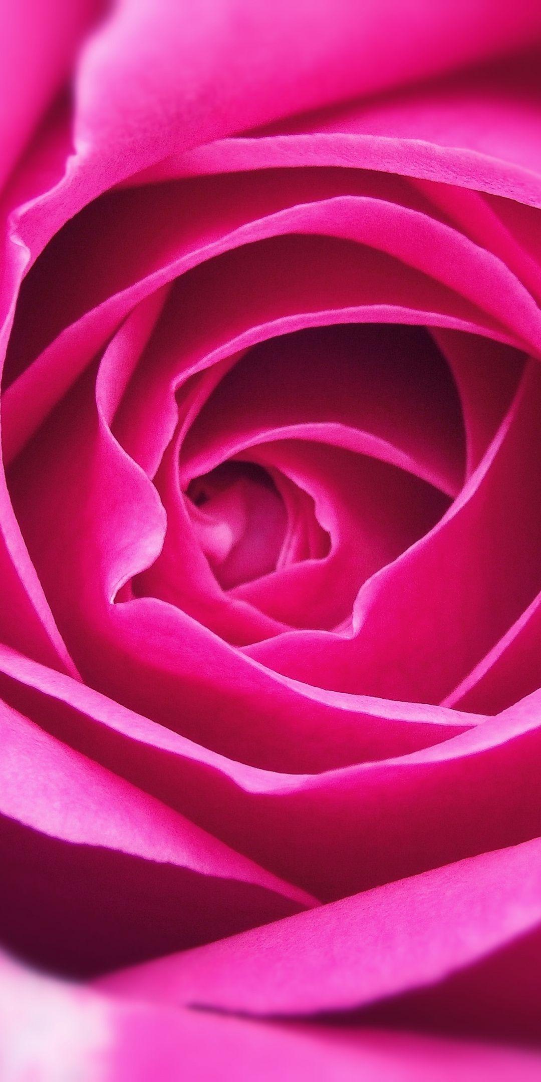 Close up, petal, pink rose, 1080x2160 wallpaper. Beautiful