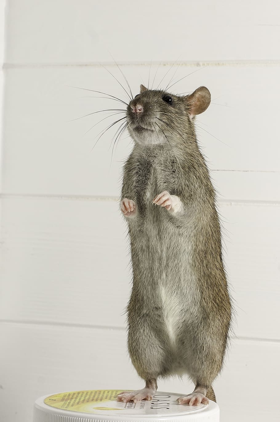 HD wallpaper: rodent, mammals, rat, mouse, animals, cute, fur