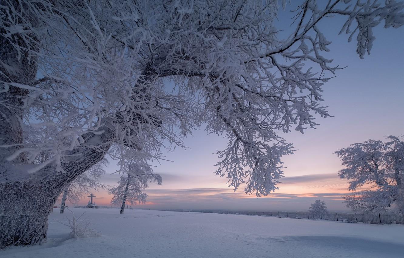 Photo Wallpaper Winter, Snow, Trees, Branches, Dawn