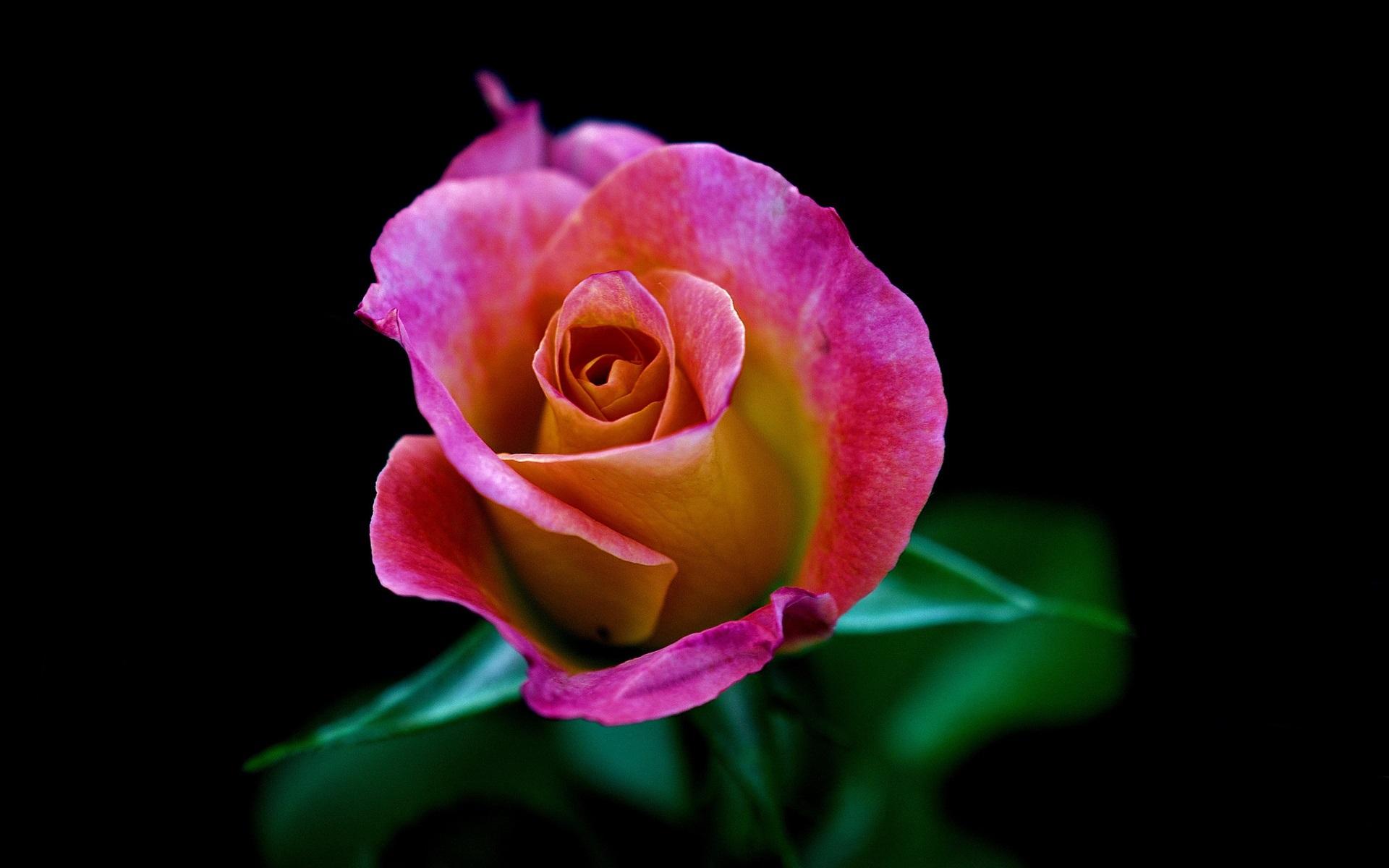 Wallpaper One Pink Rose Flower Close Up, Black Background