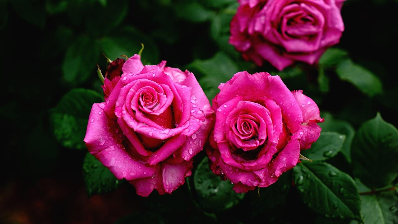 Wallpaper rose Pink color Drops Flowers Closeup