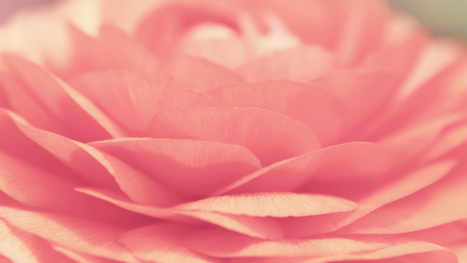 Free download Pink Flower Close Up wallpaper 856933 1920x1080