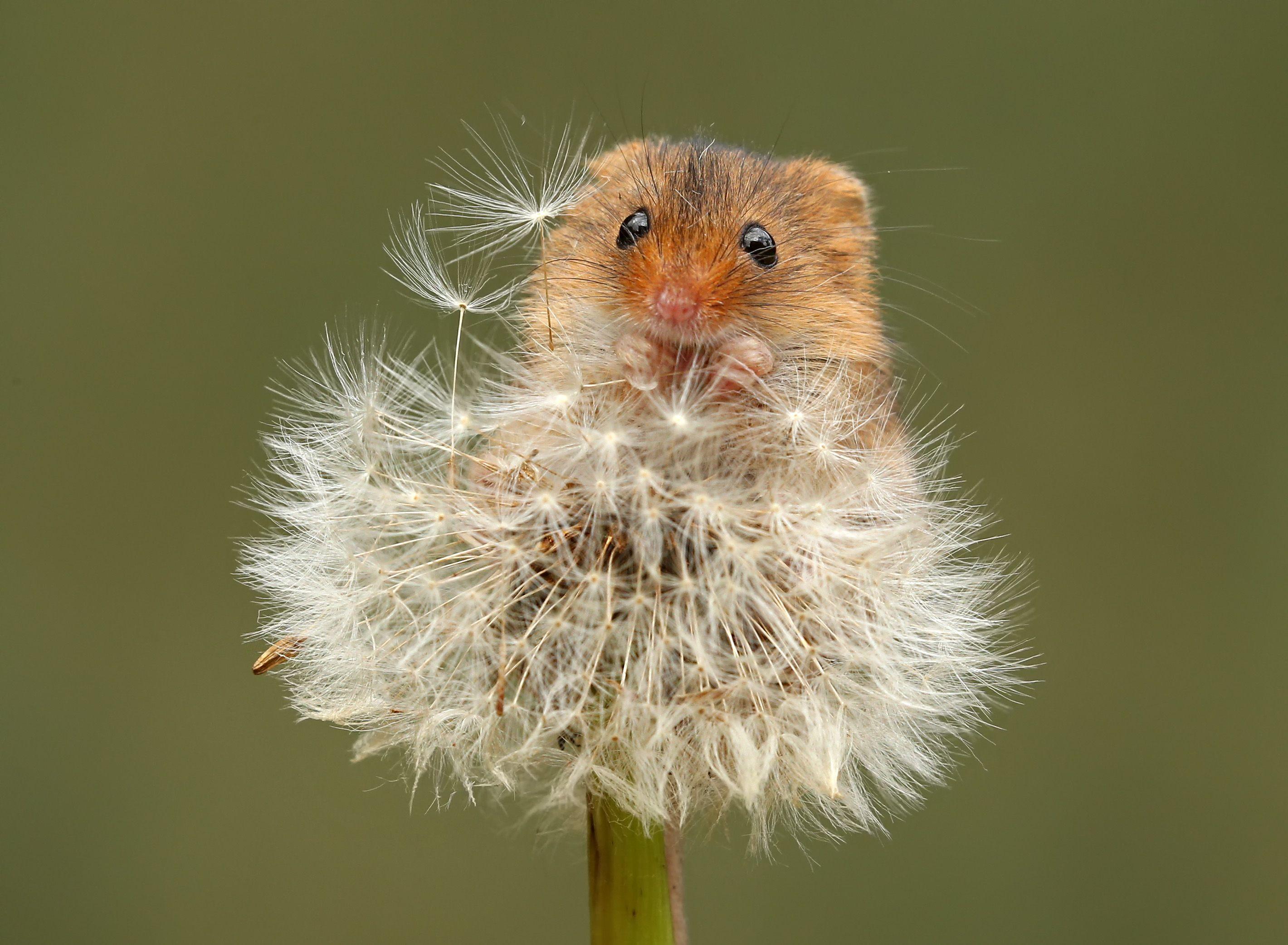 Harvest Mouse (2840 x 2084). WALLPAPERS. Harvest mouse, Pet mice