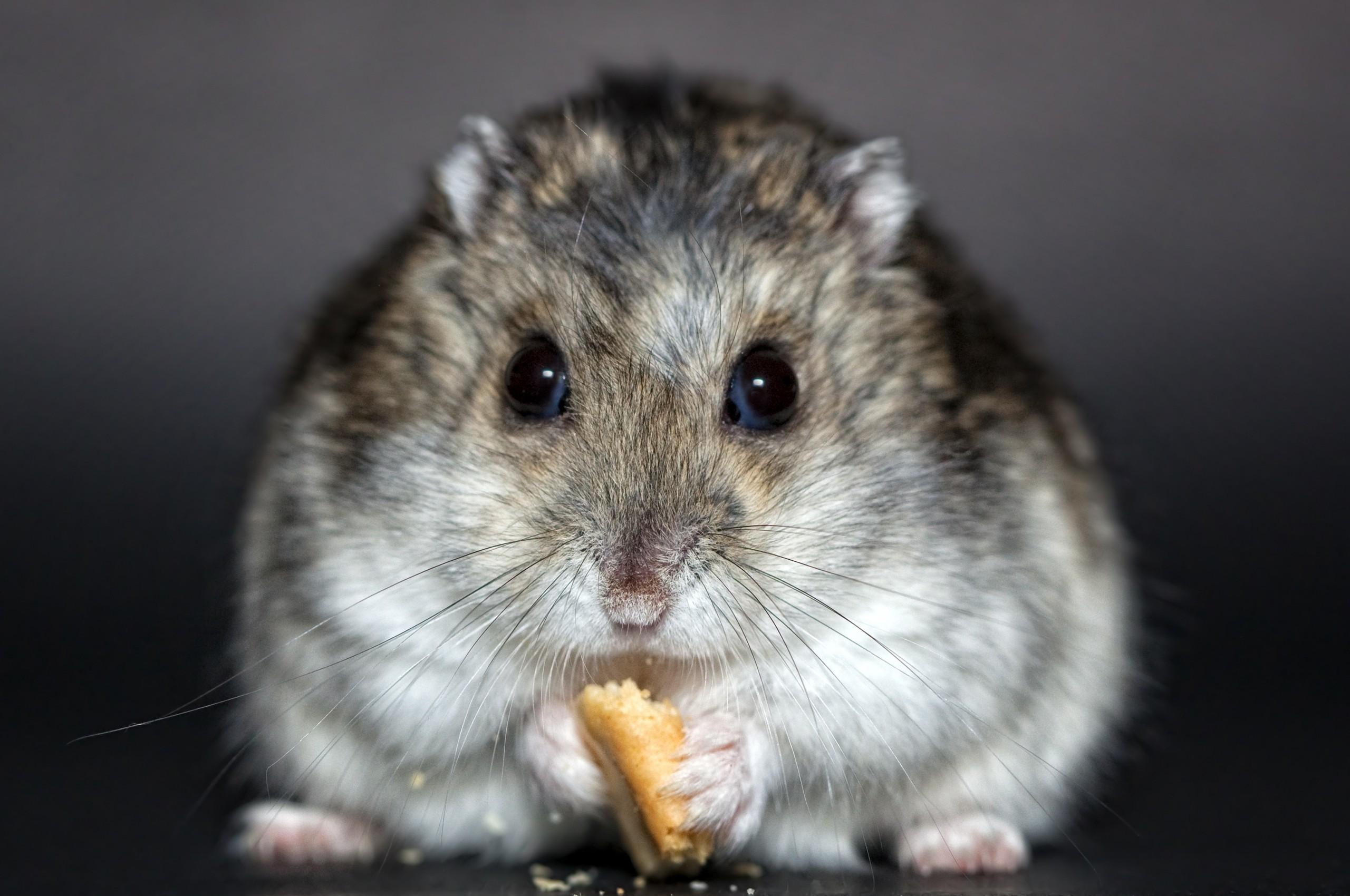 Download 2560x1700 Hamster, Front View, Cute, Eating, Cookie, Eyes