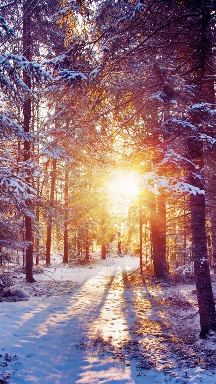 Winter Forest Dawn Landscape iPhone 8 Wallpaper Free Download