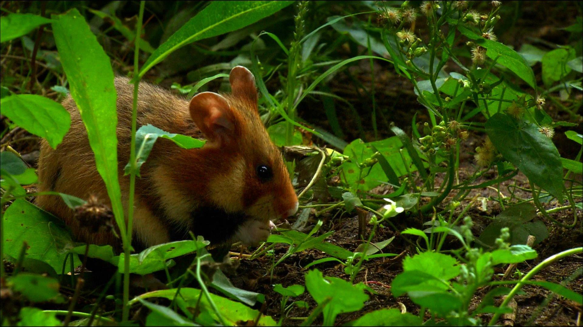 Animals Mouse Hamster Forest Green Grass 1920x1080, Wallpaper13.com