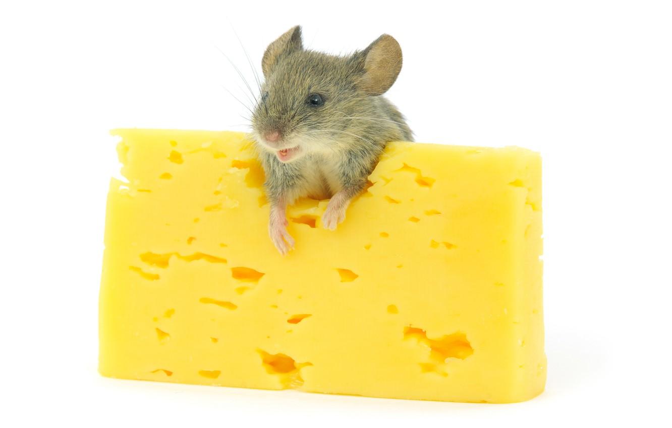 Wallpaper mouse, cheese, cheese, mouse, rodents image for desktop