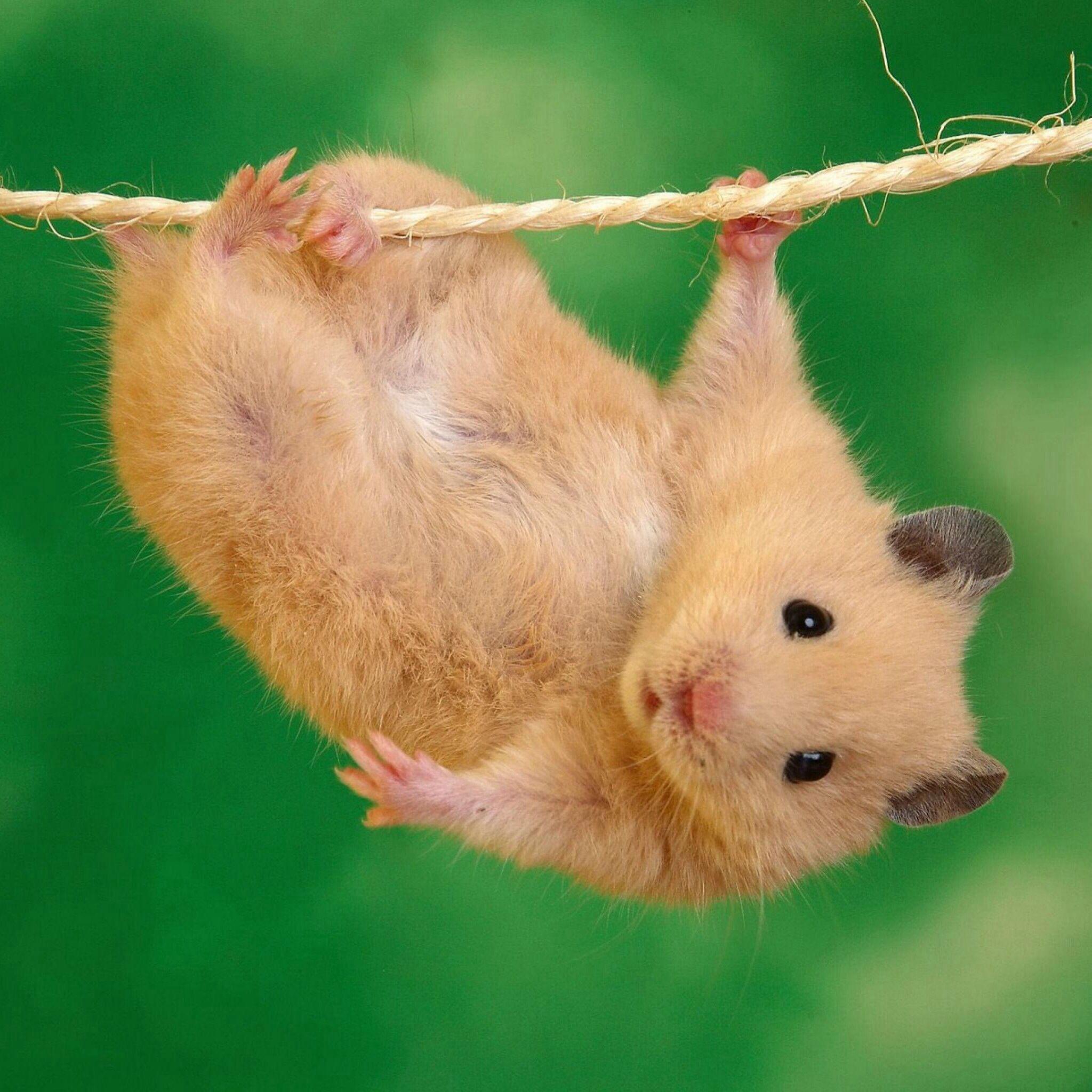 Hamster (Love them but not allowed in Australia). Cute animals