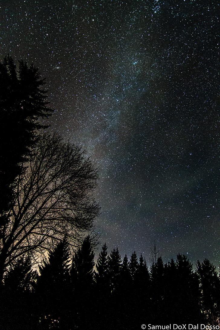 HD wallpaper: galaxy, stars, astronomy, tree, space, star
