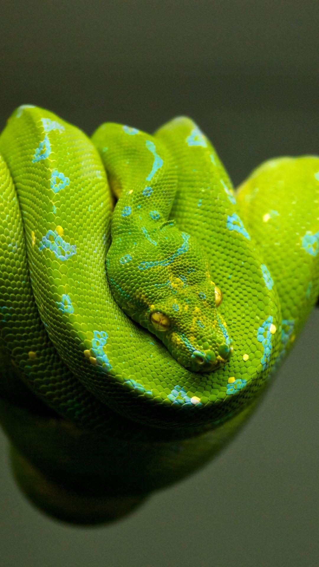 Mobile Python Wallpapers - Wallpaper Cave