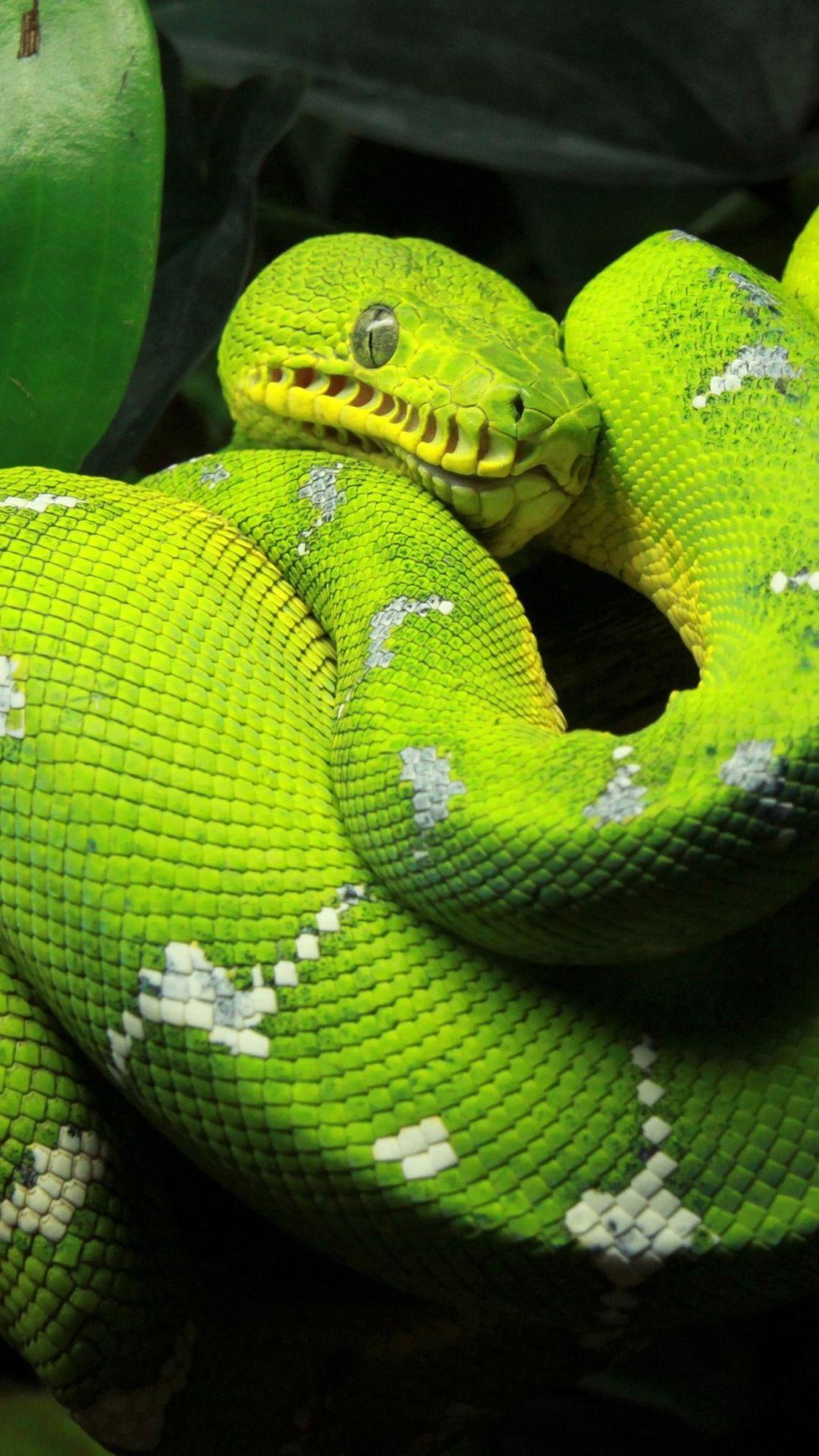 programming python on mac