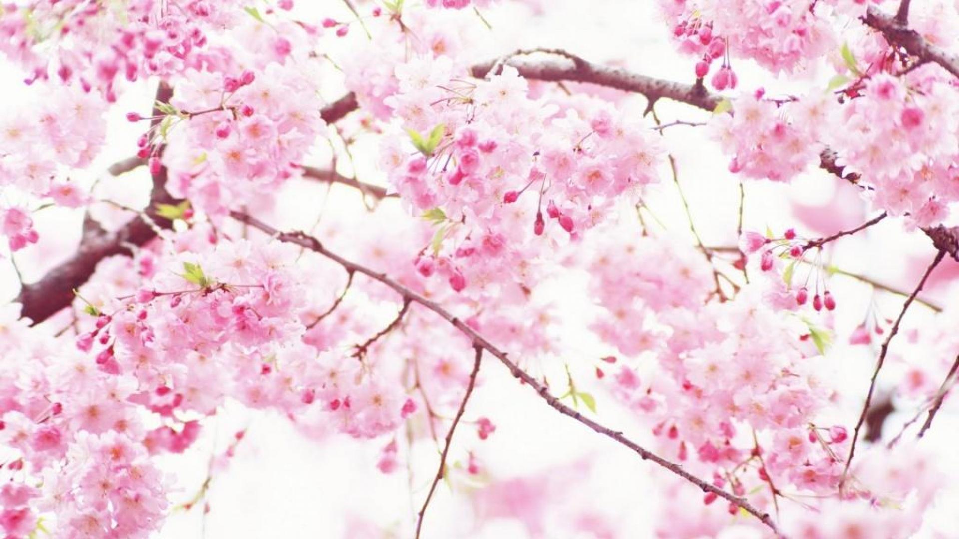 Cherry Blossom Background. Apple Blossom