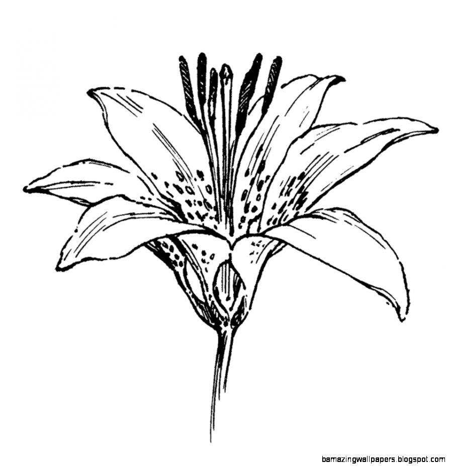 Lily Flower Drawing