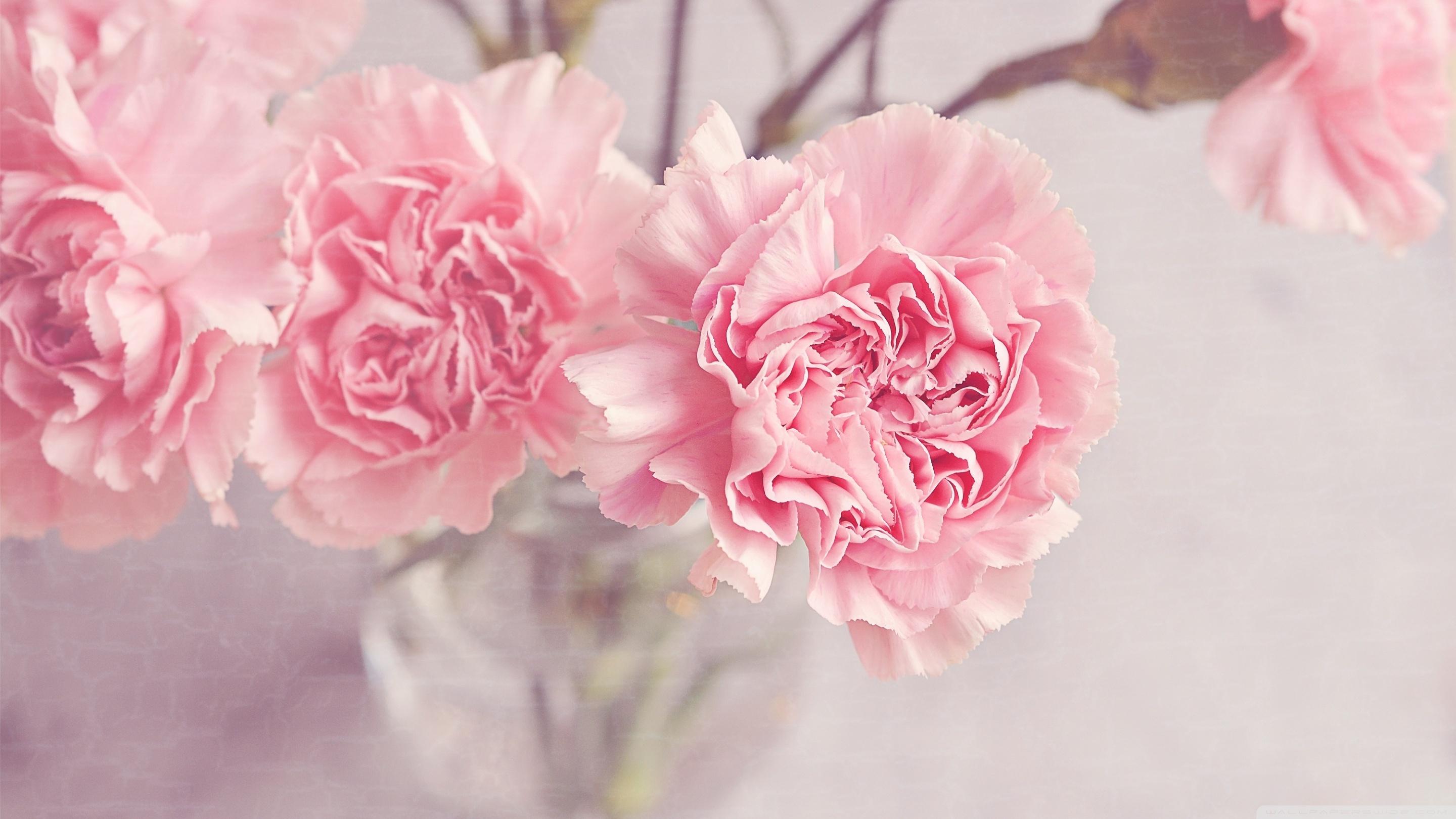 Light Pink Carnations Flowers in a Vase Ultra HD Desktop