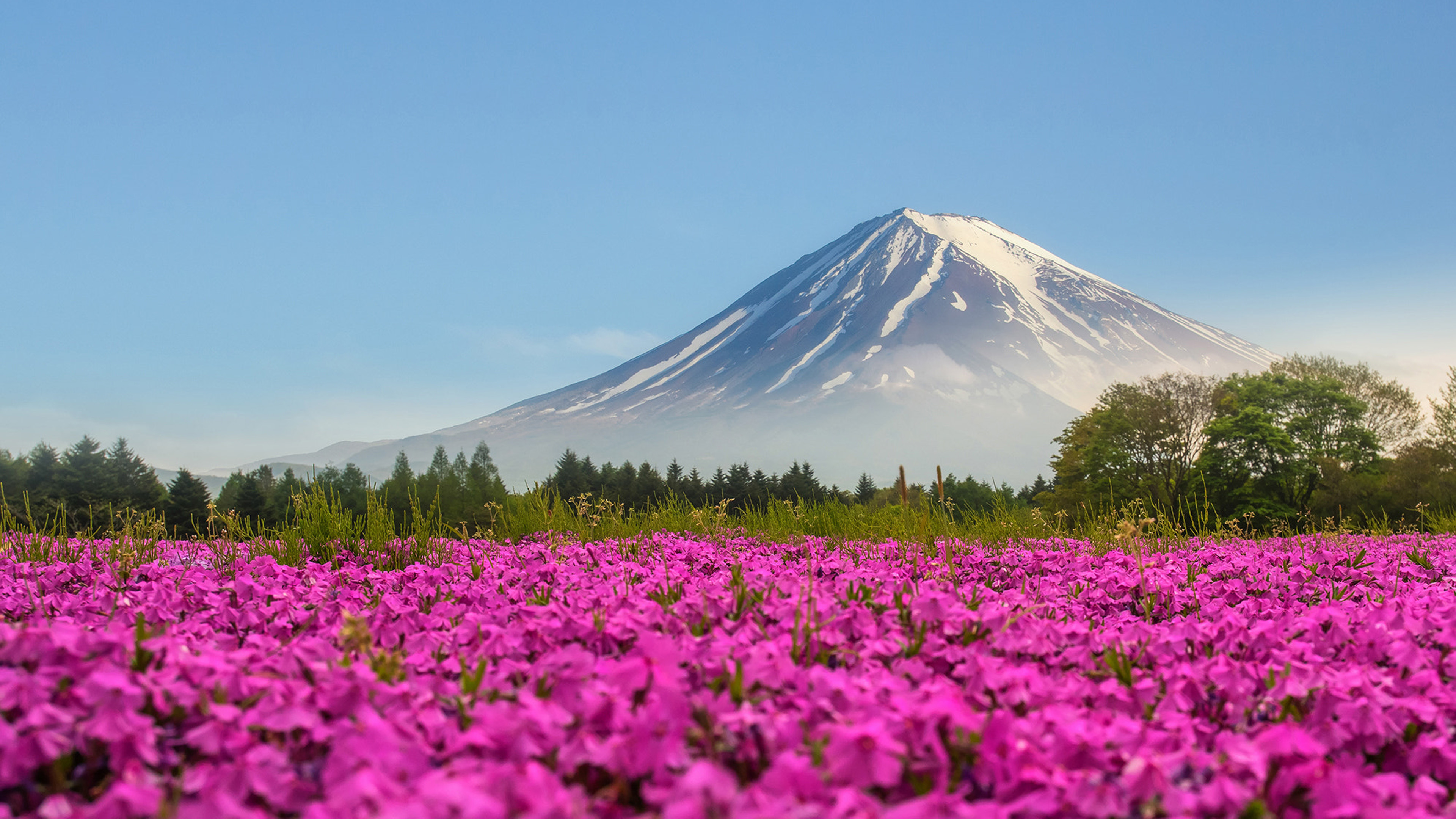 Mountain Fuji Japan Shibasakura Pink Color Flower 4k Ultra Hd