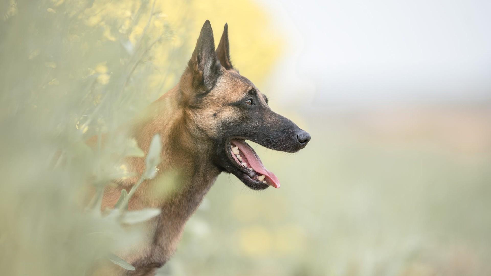 Belgian Malinois Wallpaper Free Belgian Malinois