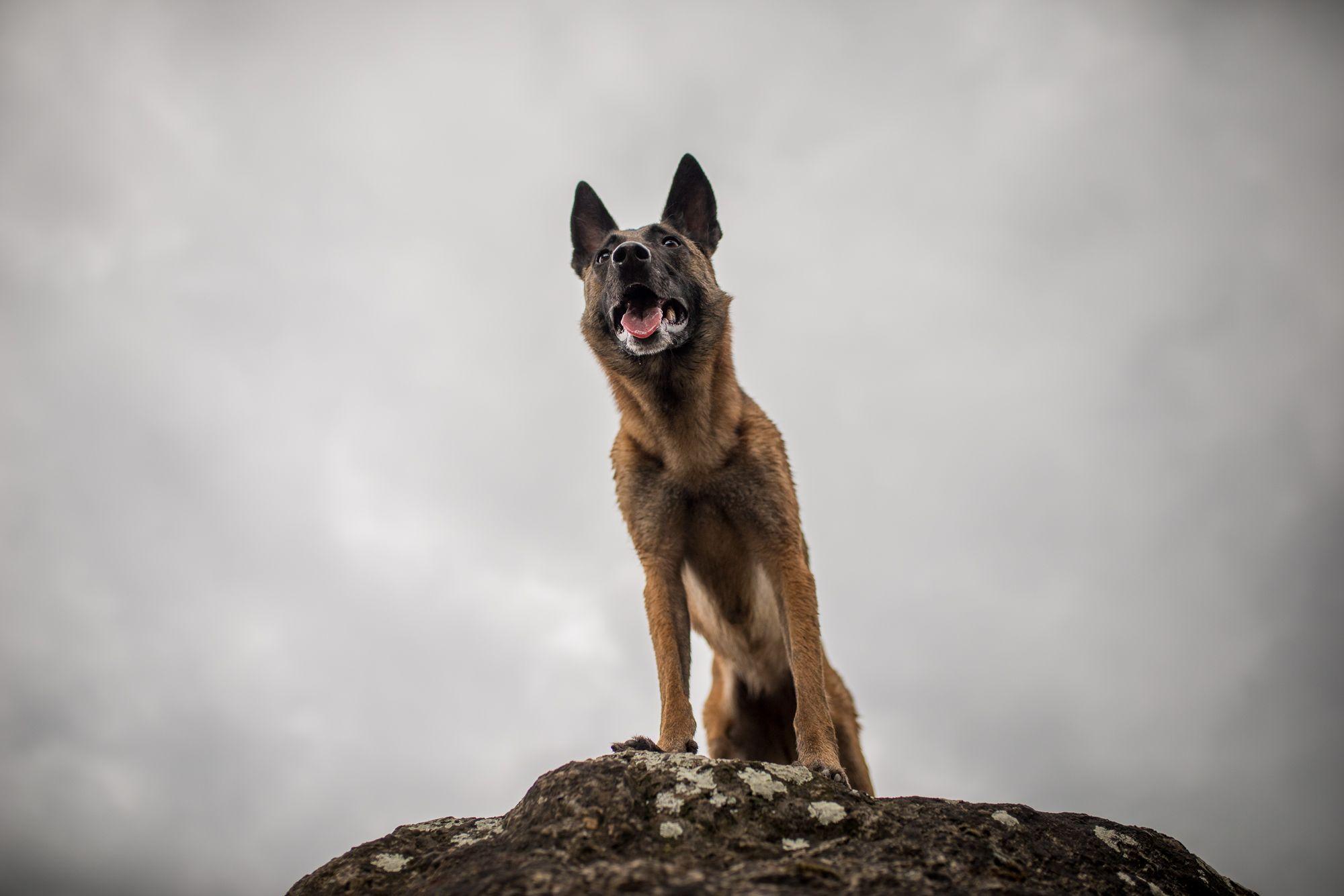 Belgian Malinois Wallpapers - Wallpaper Cave