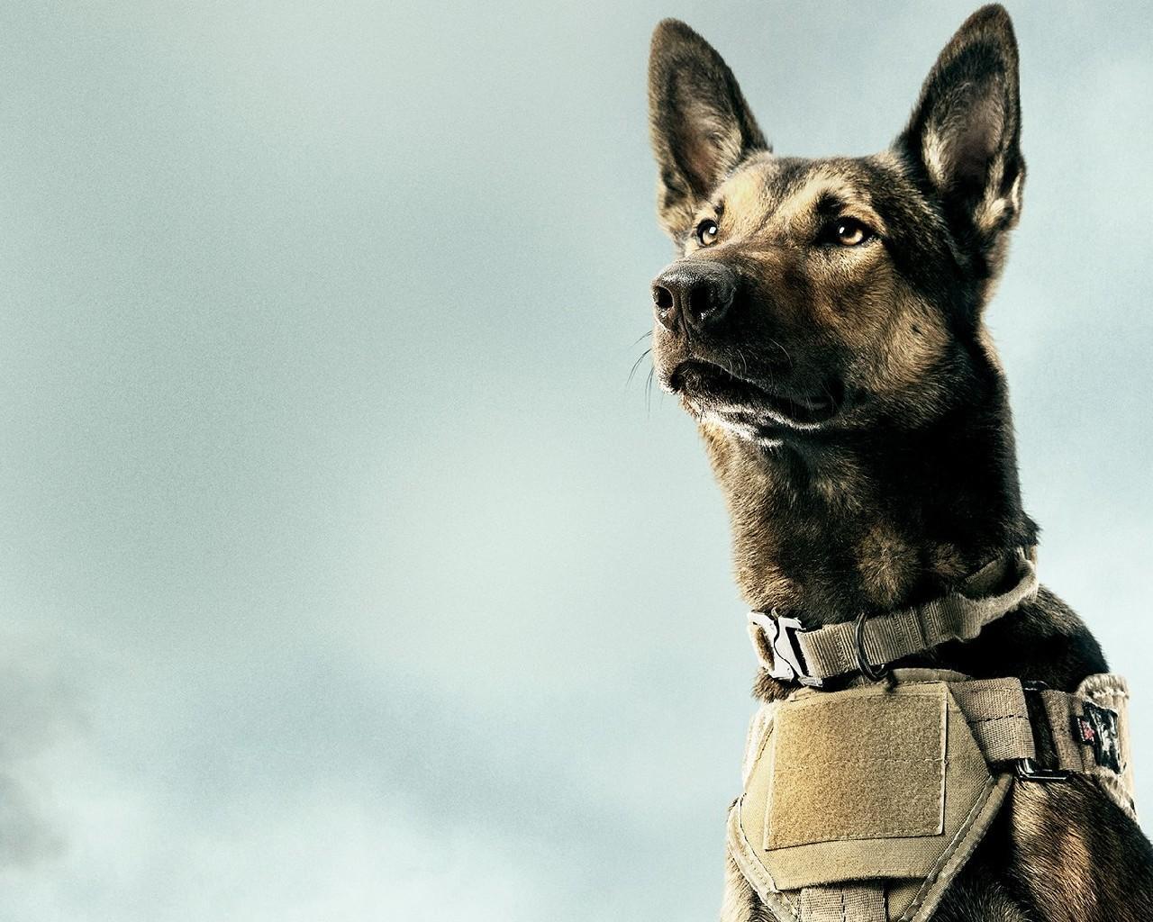 Belgian Malinois New Wallpaper Themes for Android