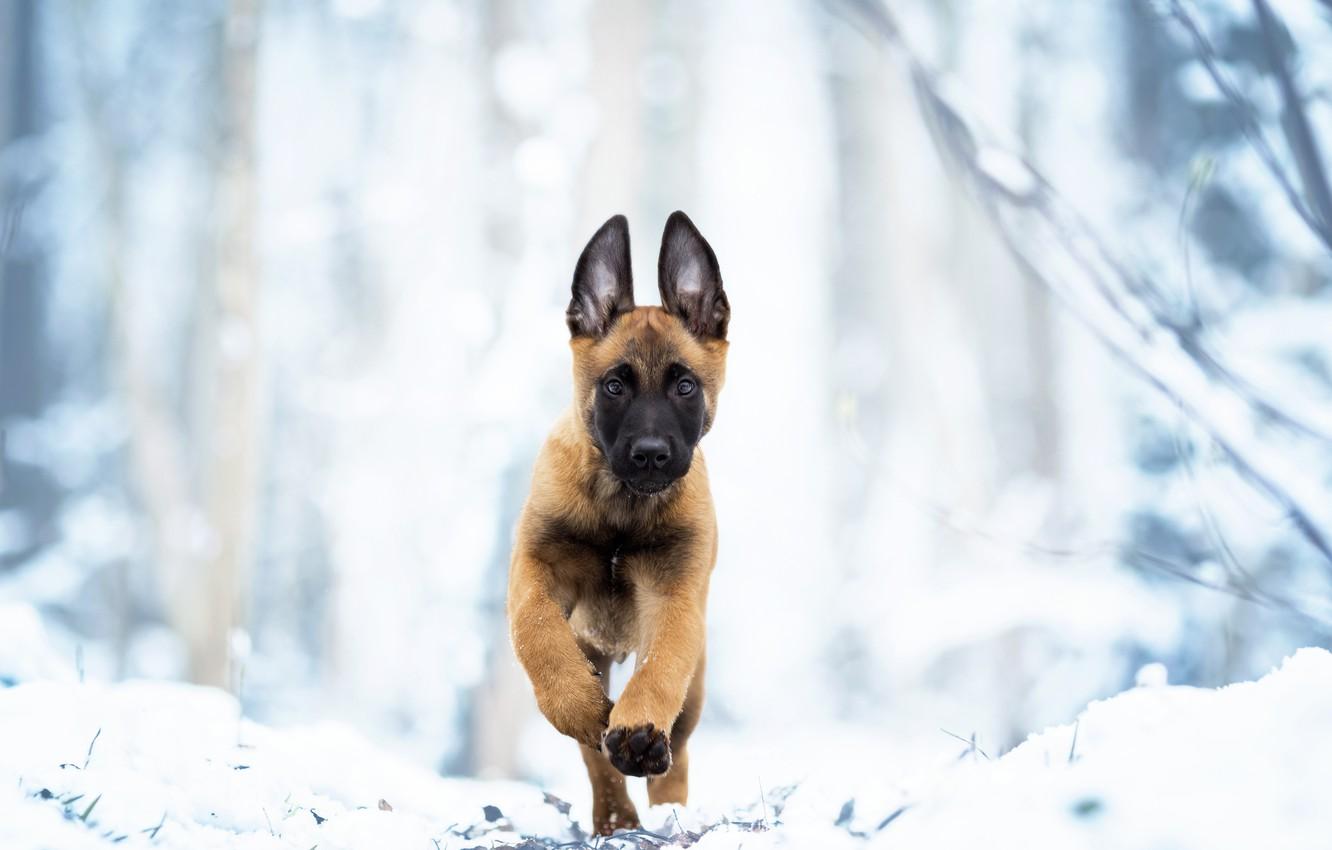 Wallpaper winter, snow, dog, puppy, walk, Belgian Malinois image