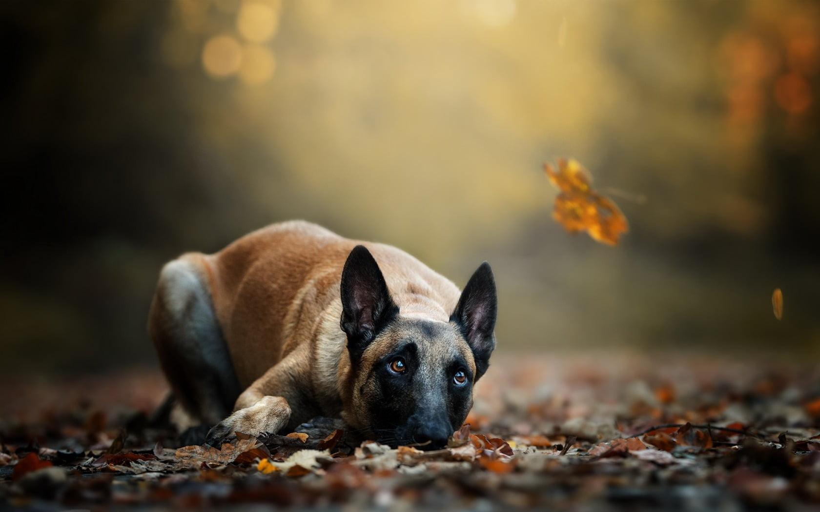 Adult mahogany Belgian malinois, dog, animals, leaves, fall HD