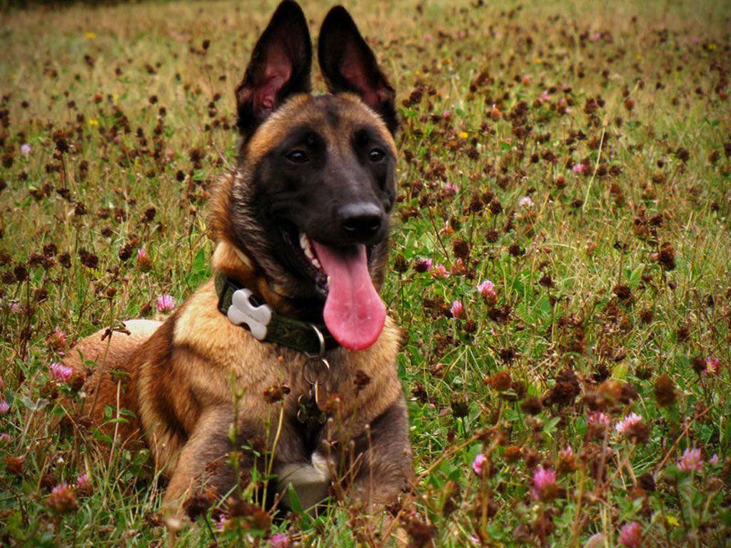 Belgian Malinois Wallpaper Free Belgian Malinois