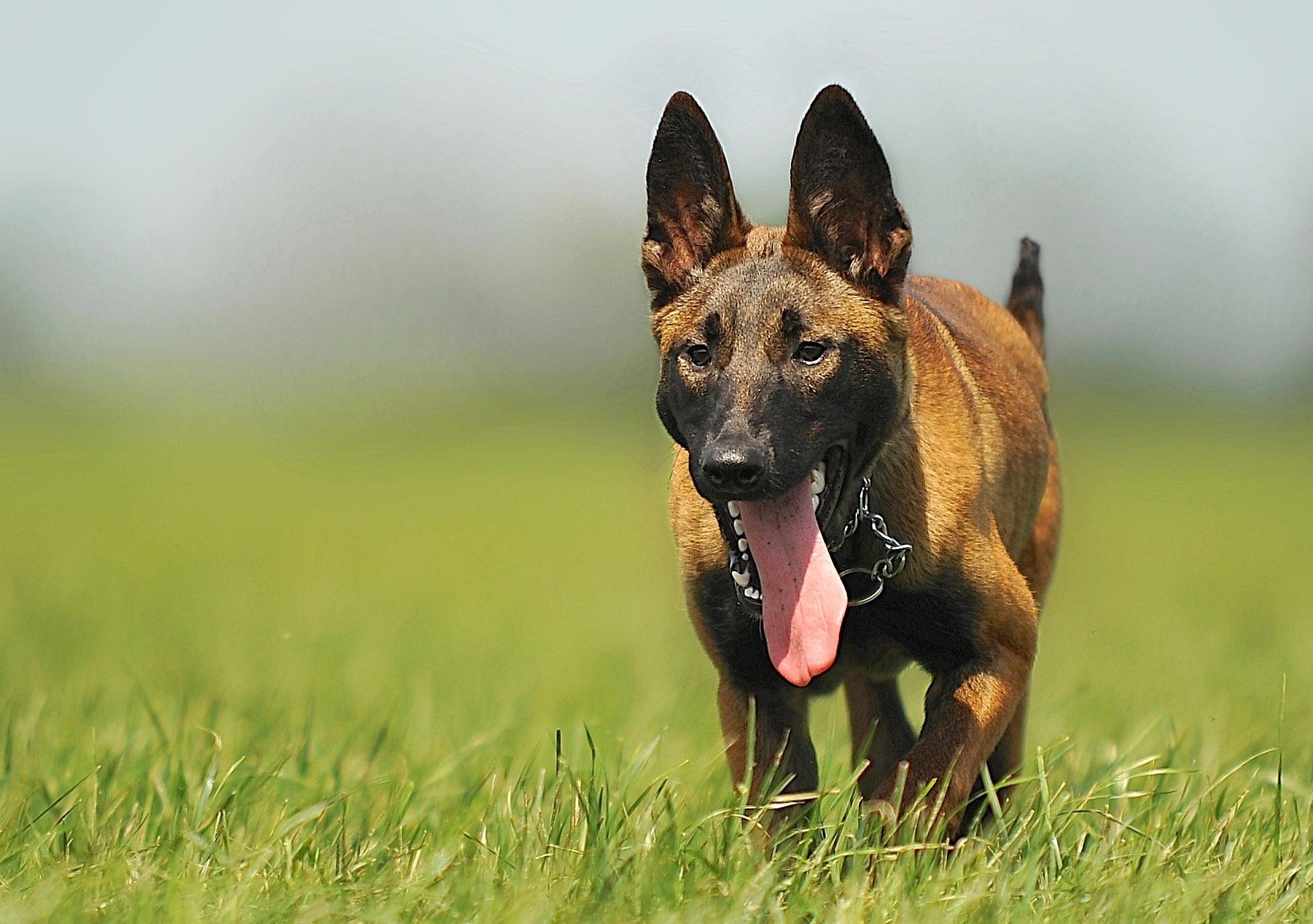 Tan and black Belgian Malinois running on the green grass field