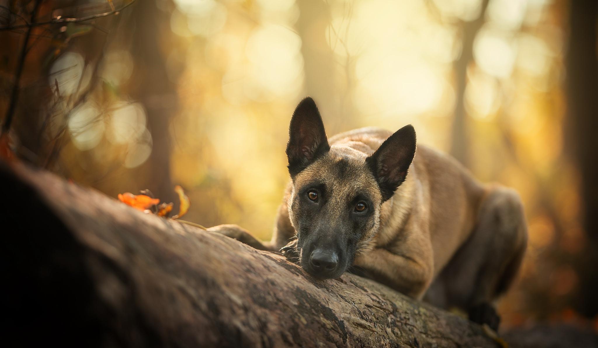 Belgian Malinois HD Wallpaper and Background Image