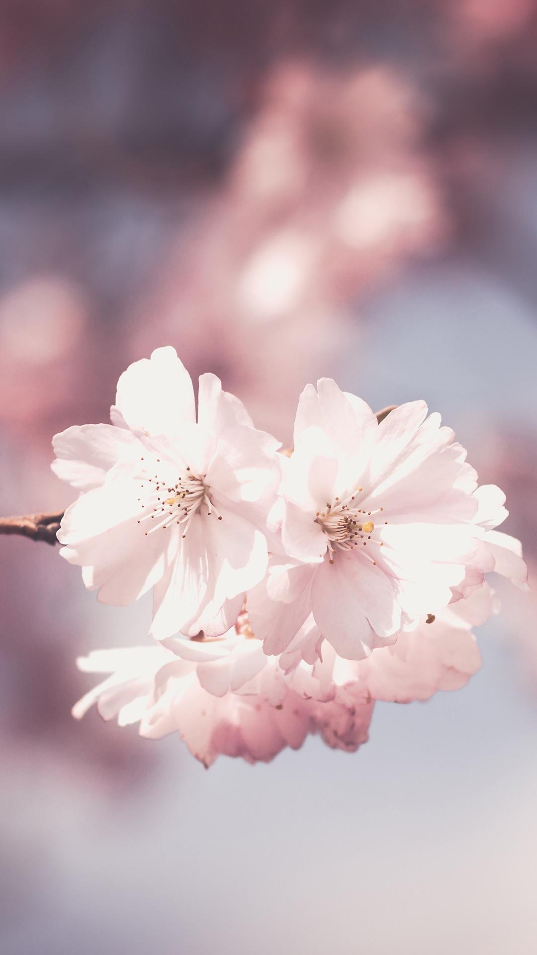 Pink Flower Wallpaper