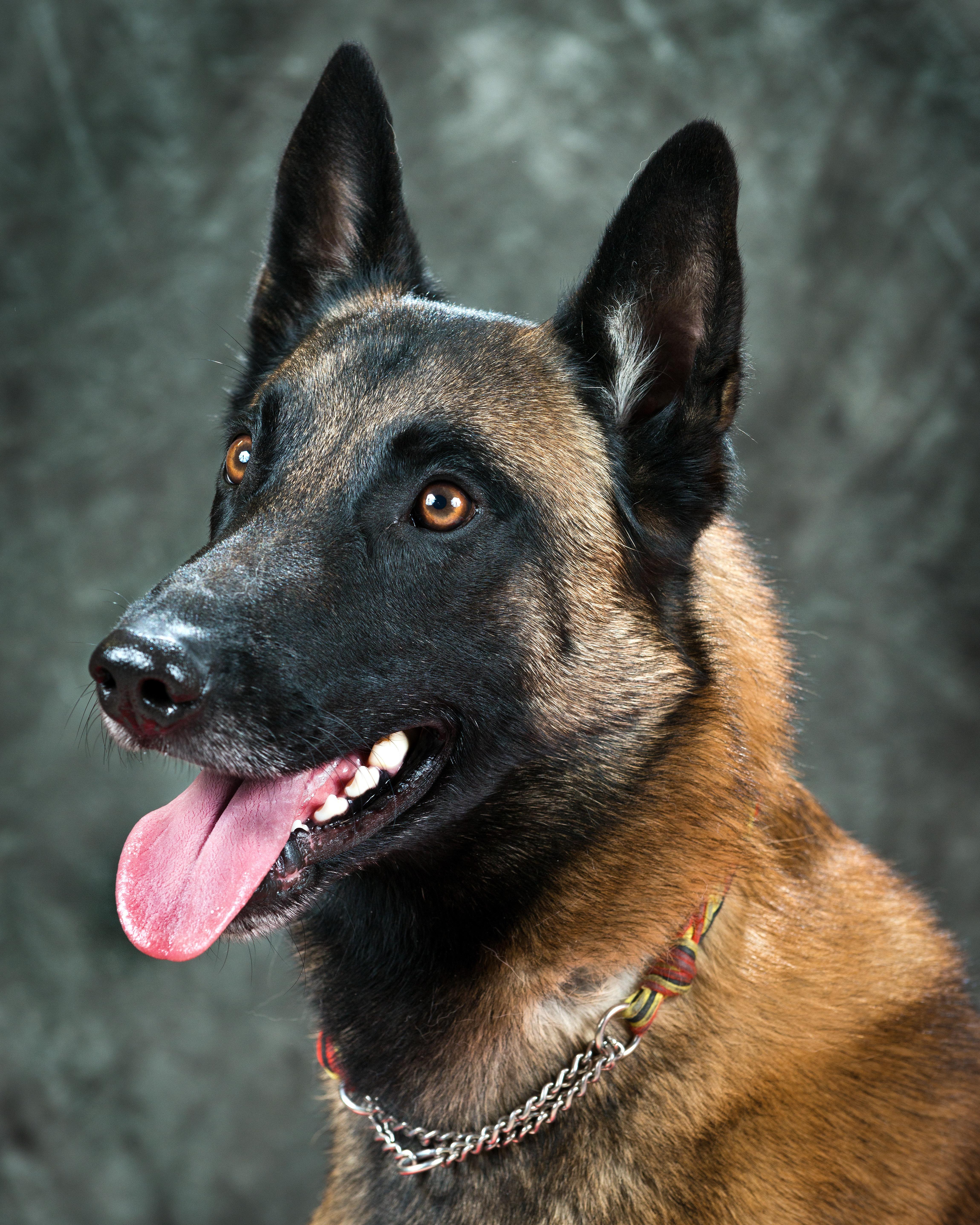 Belgian Malinois Wallpapers - Wallpaper Cave