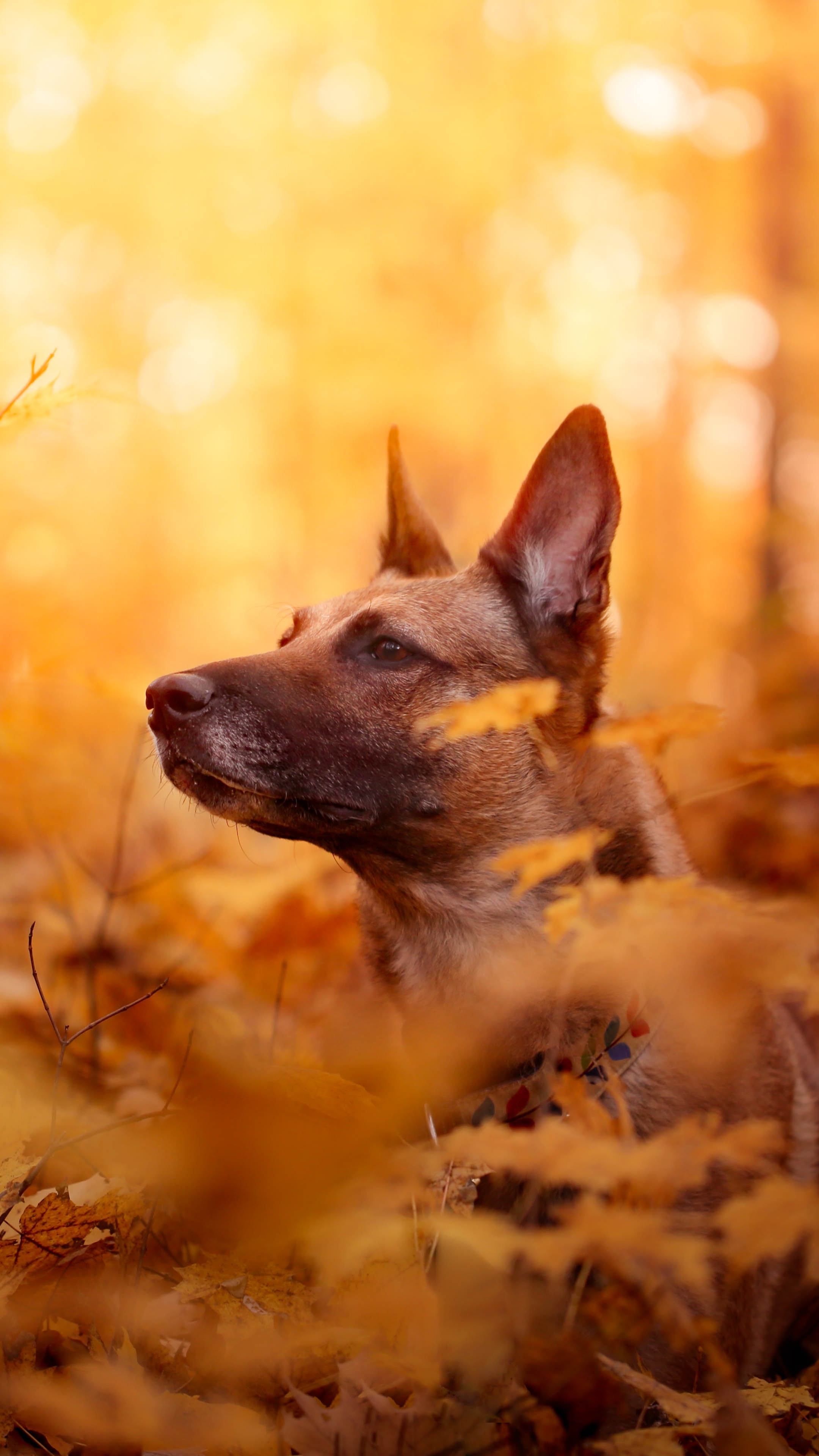 Animal Belgian Malinois (2160x3840) Wallpaper