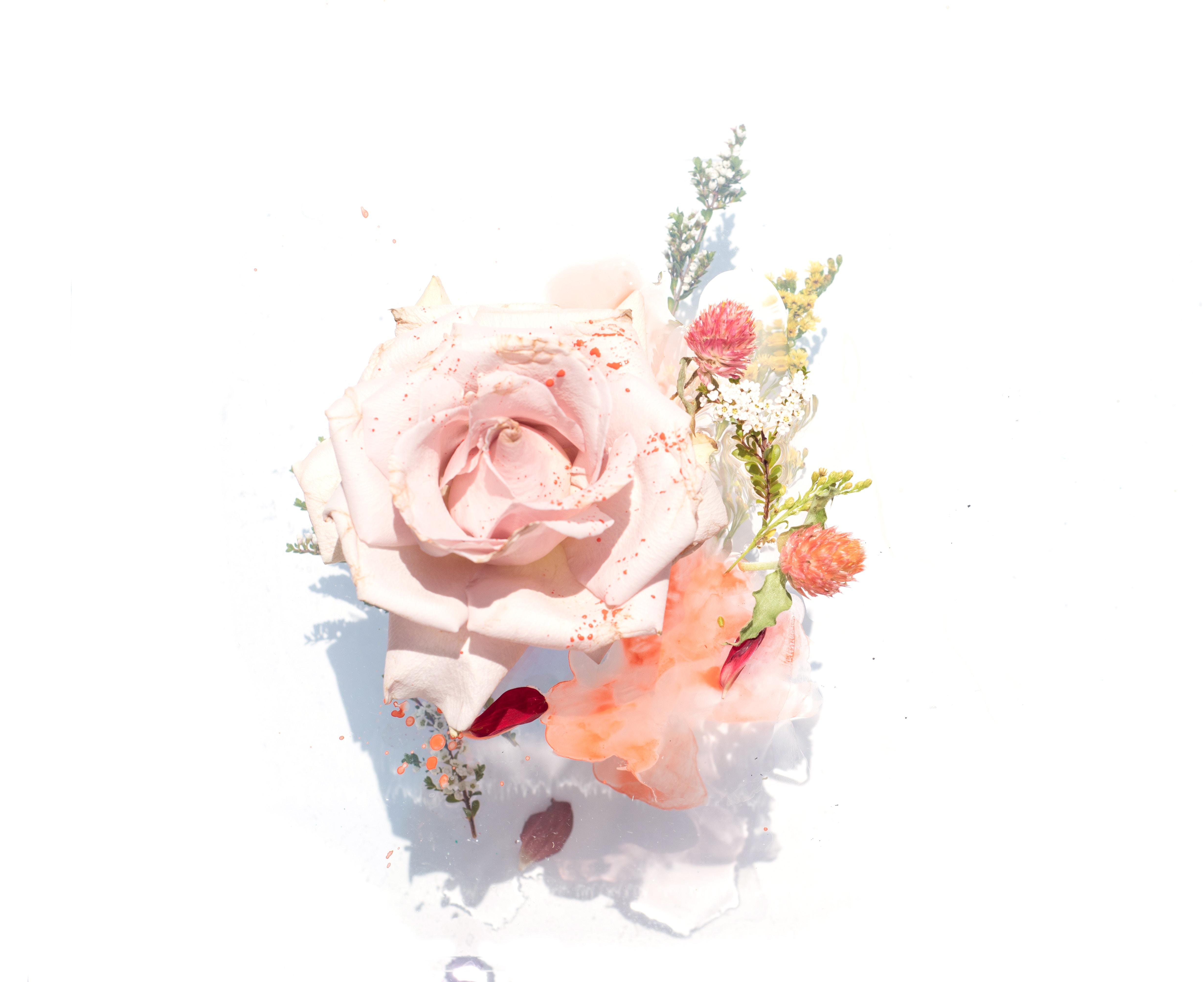 4923x4016 #wallpaper, #drop, #rosy, #beauty, #white, #rose, #studio, #floral, #splatter, #pink, #watercolor, #simple, #flower, #water, #botanical, #PNG image, #nature, #art, #minimal, #leaf, #paint HD Wallpaper