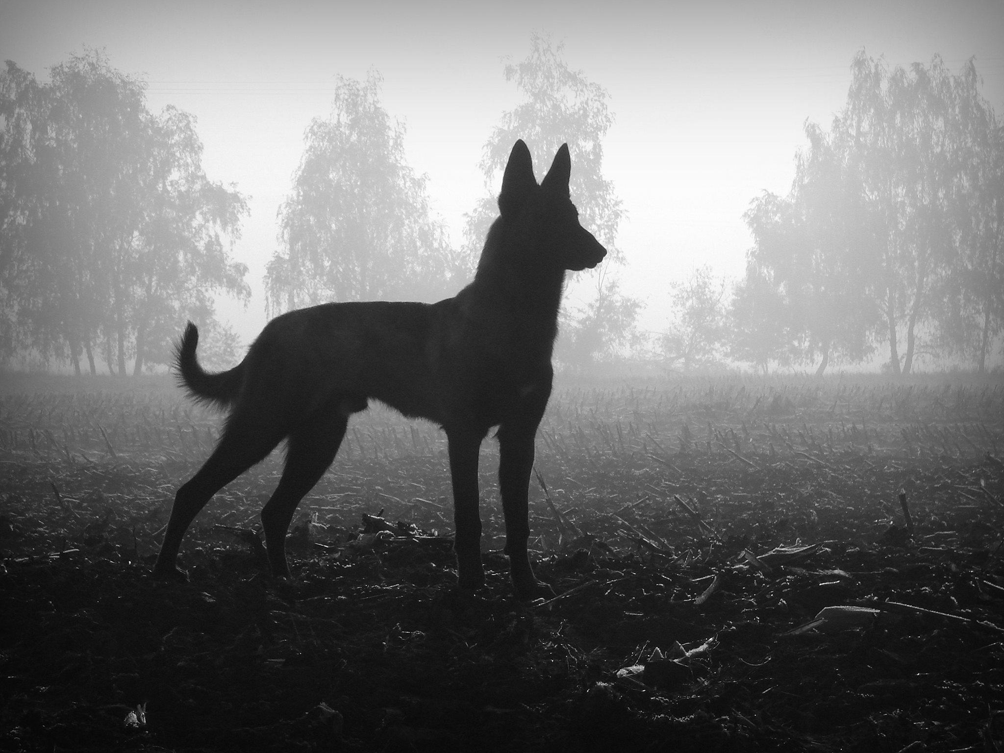 Belgian Malinois Wallpaper. Belgian