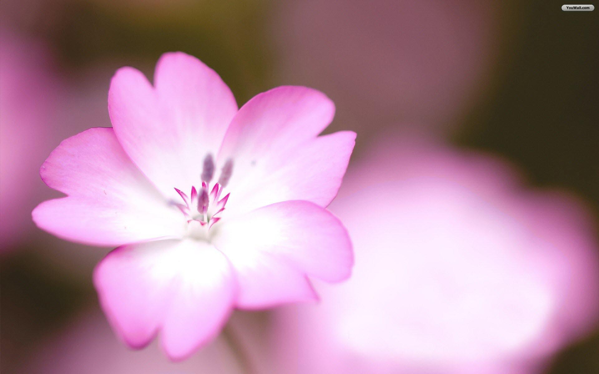 Simple Flower Wallpapers - Wallpaper Cave