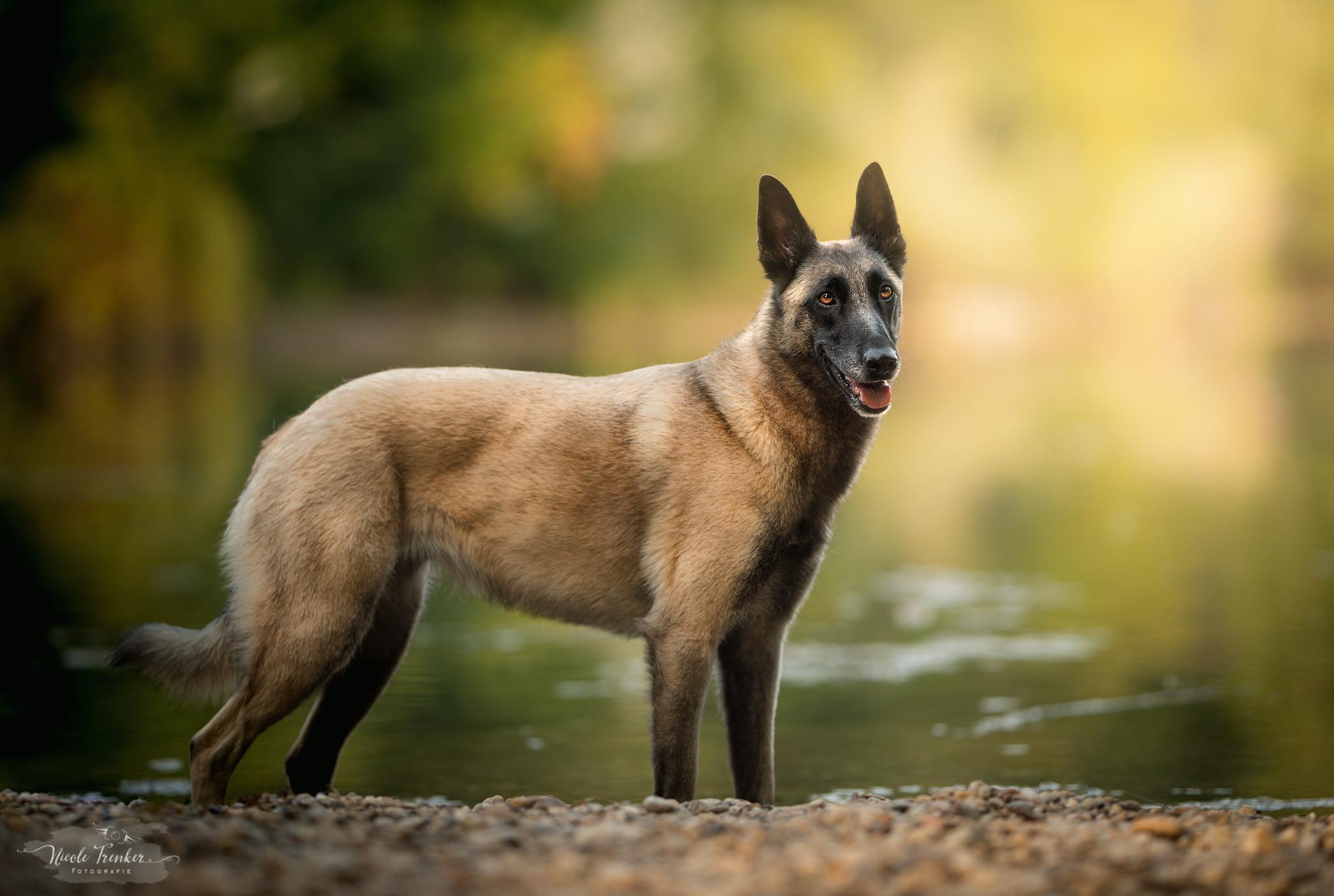 Free download Belgian Malinois HD Wallpaper Background Image