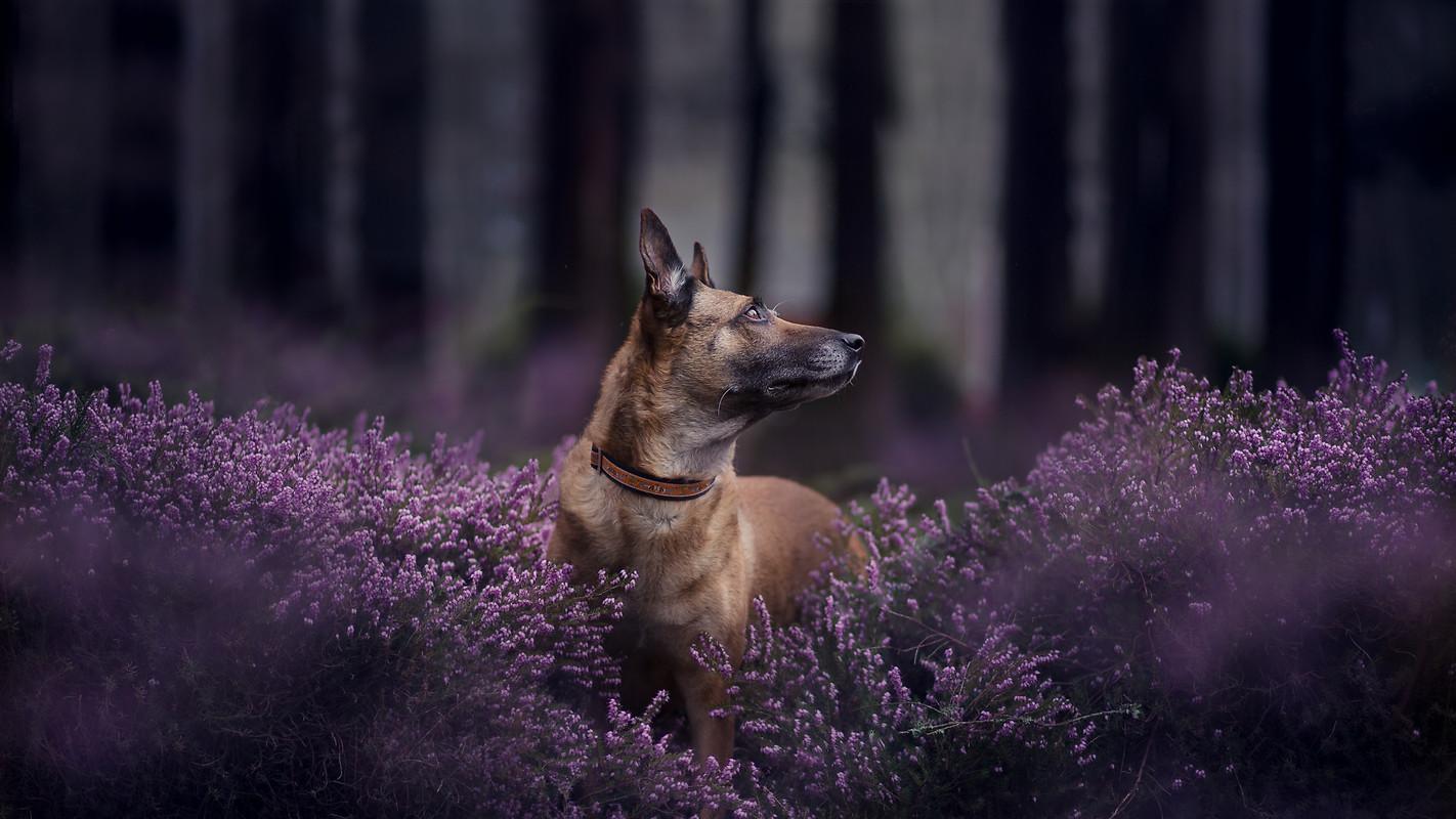 Belgian Malinois Wallpapers - Wallpaper Cave