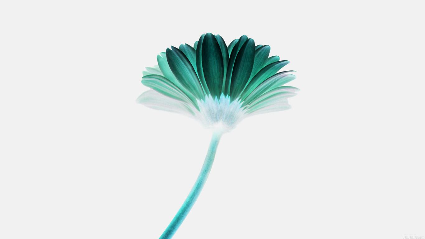 wallpaper for desktop, laptop. lonely flower white green