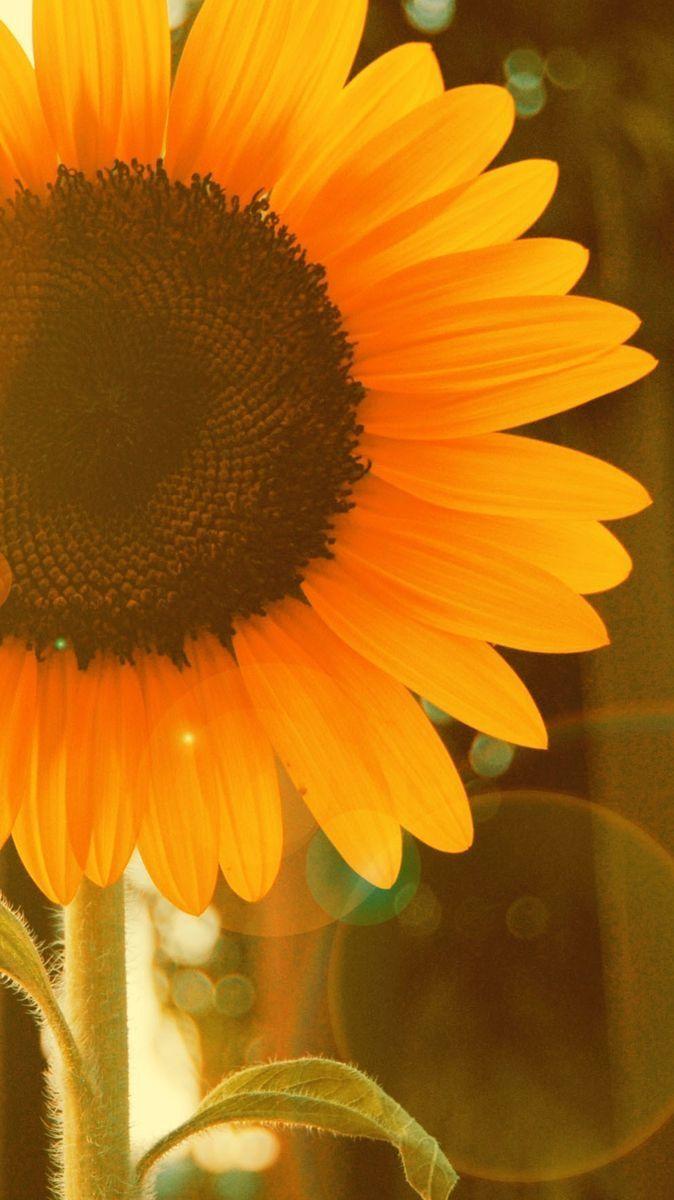 Simple sunflower #sunflowers. Sunflowers background, Sunflower