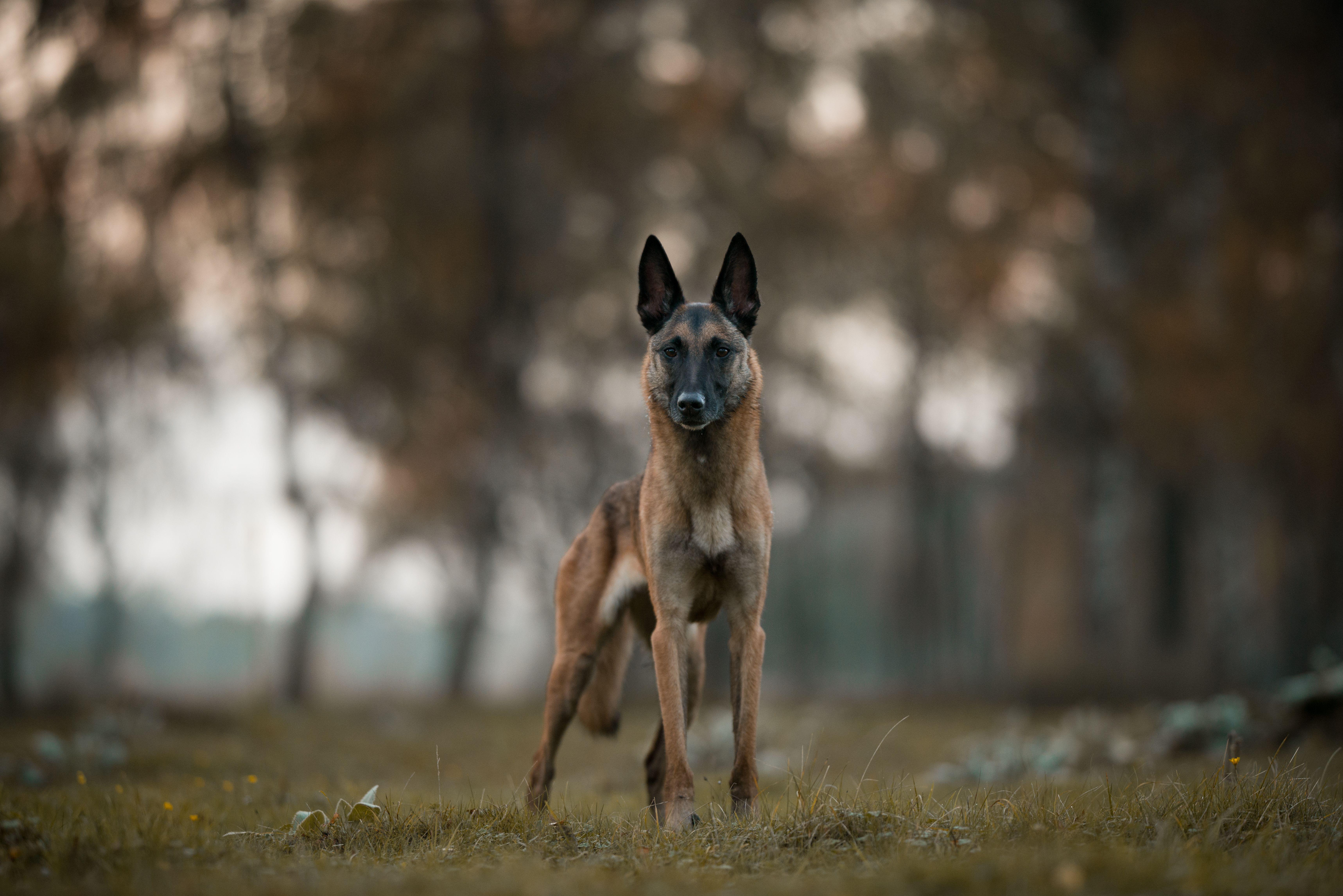 Belgian Malinois Wallpapers - Wallpaper Cave