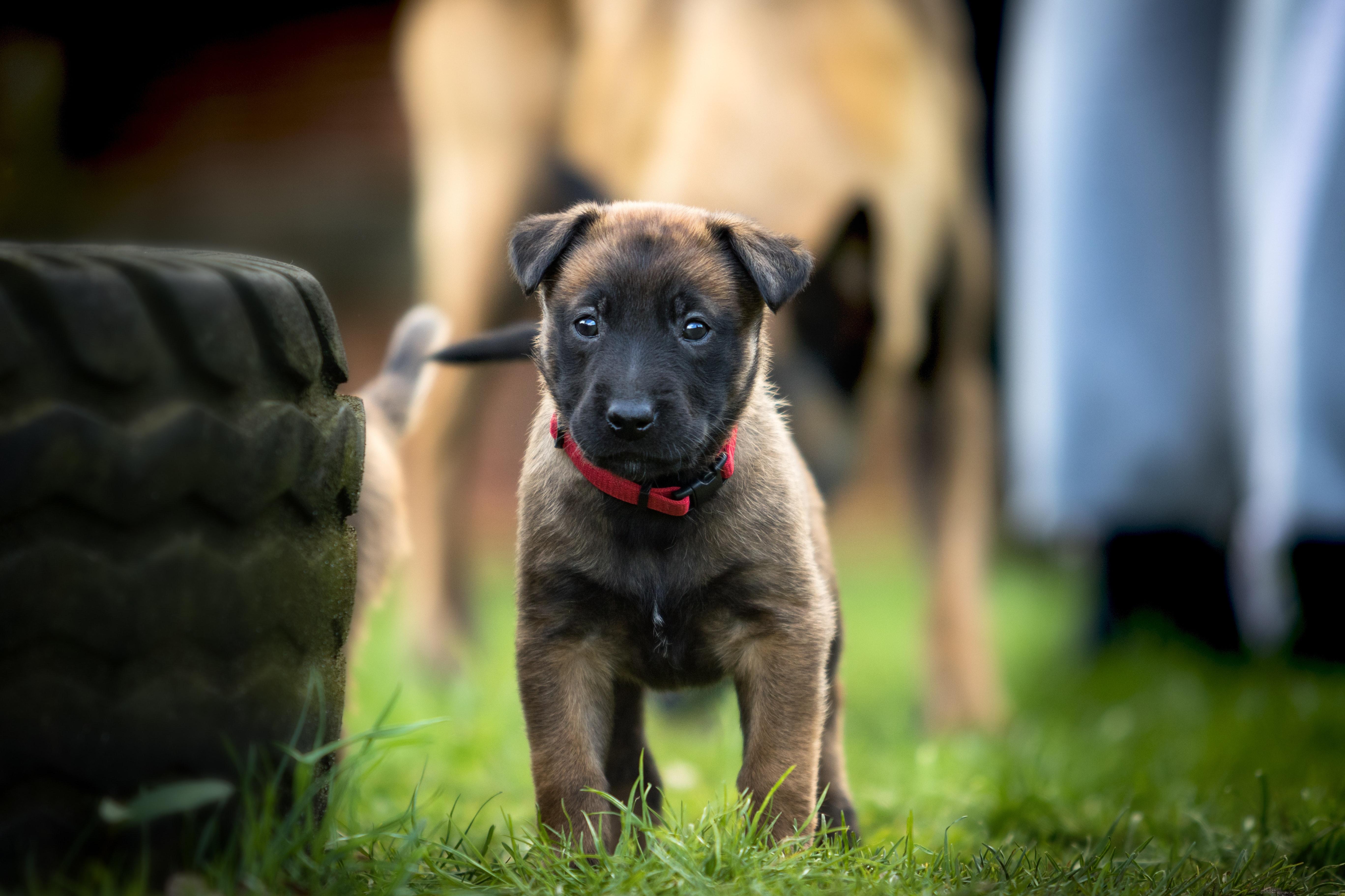 Tan Belgian Malinois Beside Tire on Grass Field · Free