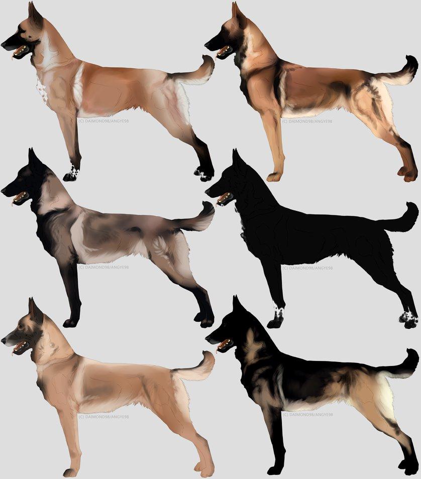 Free download Belgian Malinois imports