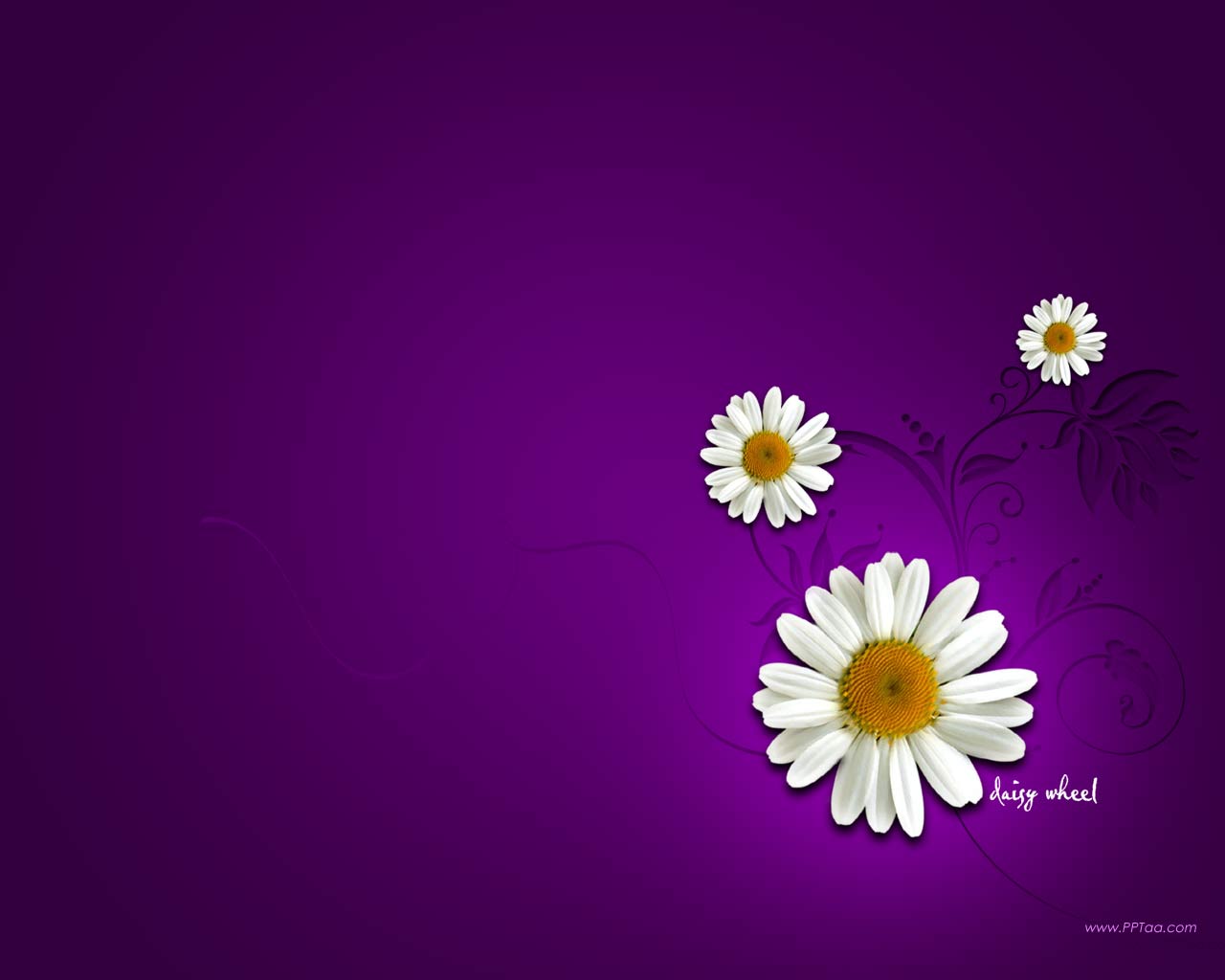 Free download daisy flower wallpaper desktopdaisy flower desktop