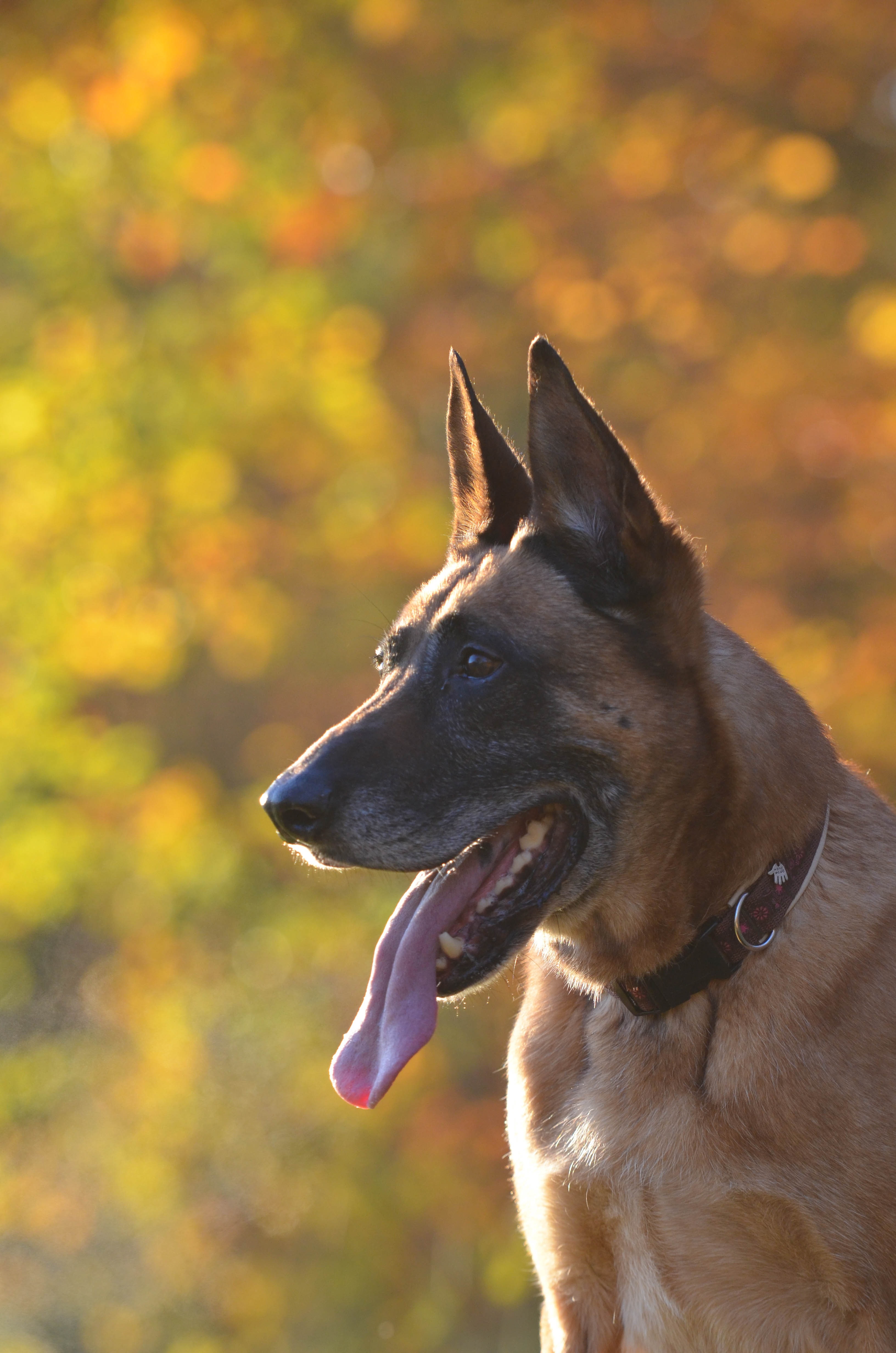 Belgian Malinois Wallpapers - Wallpaper Cave